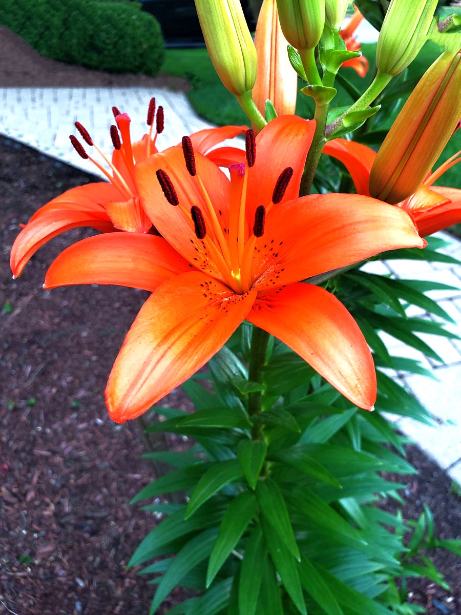 Flora
